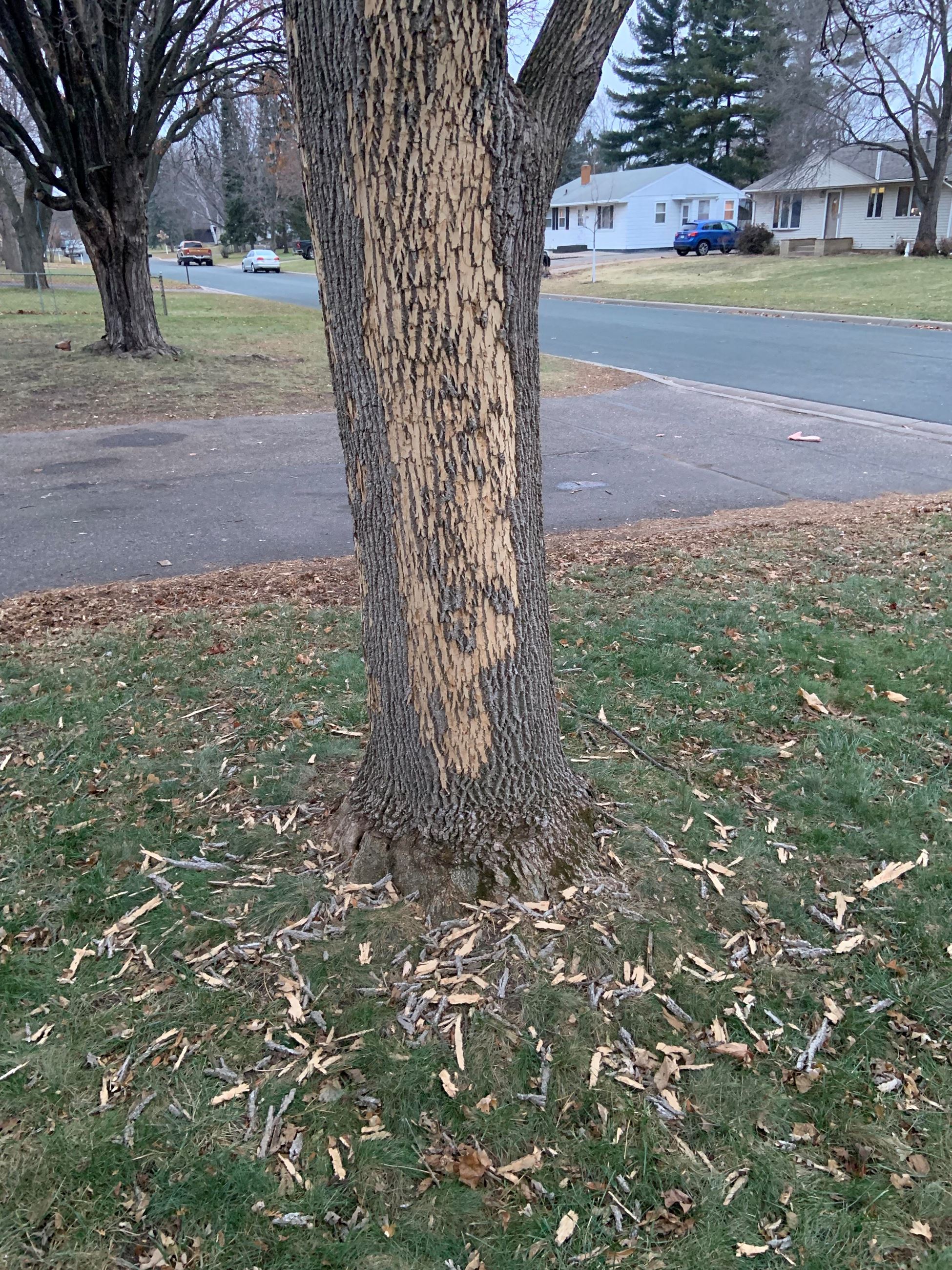 EAB - Blonding and Fall Bark