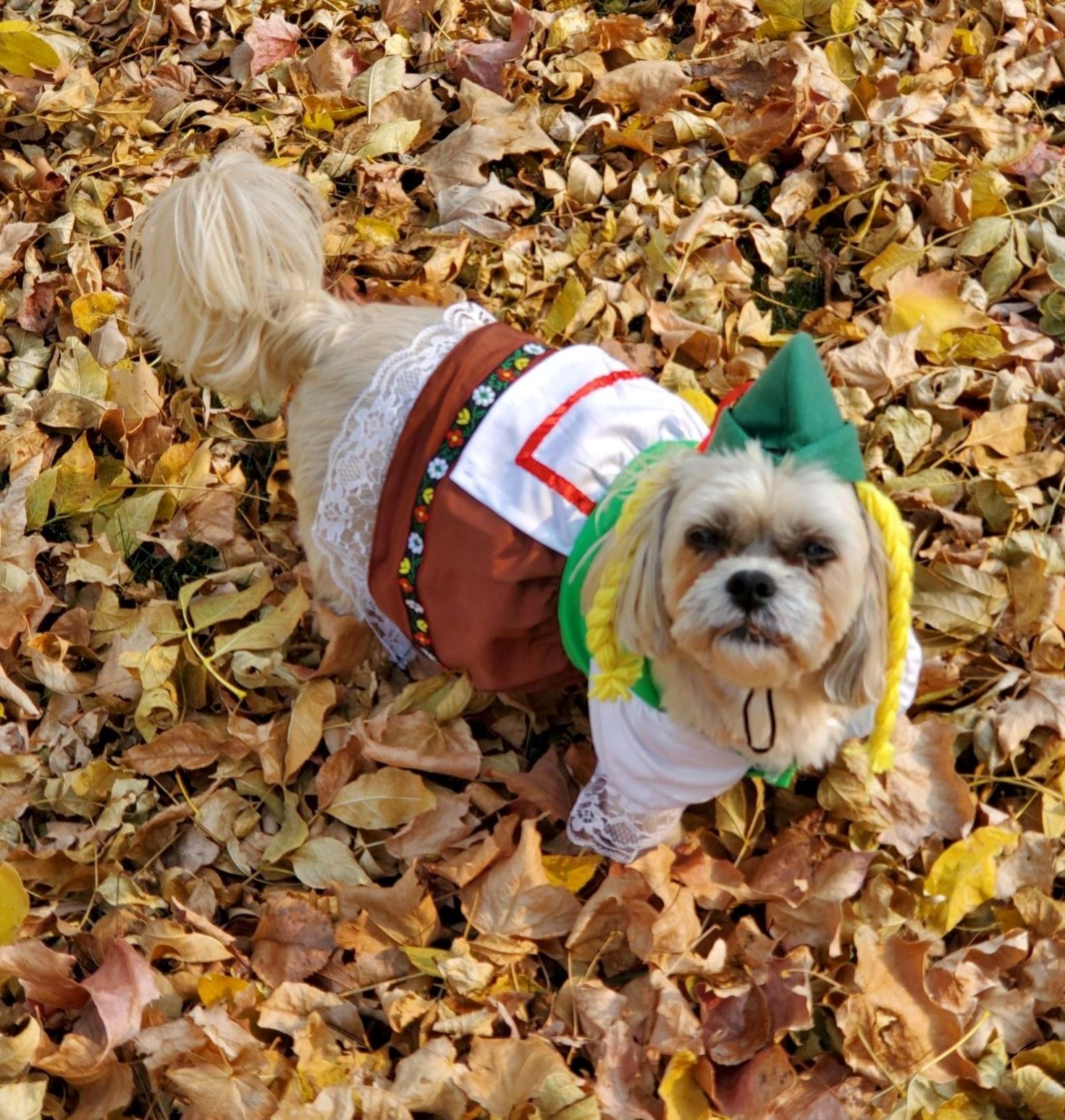 Puppy at Animal Control Shelter